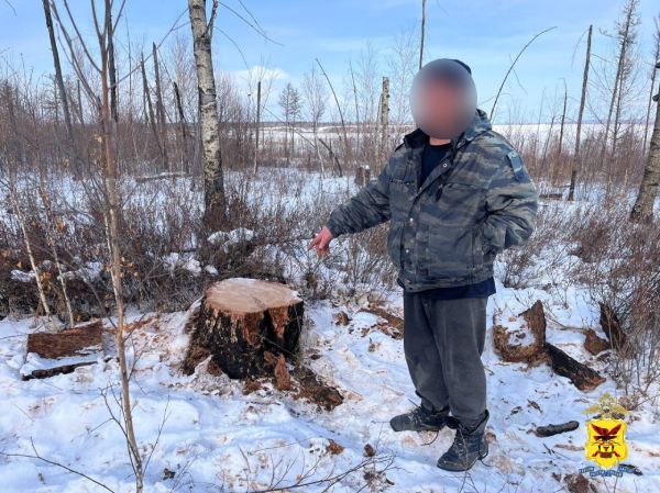 Трое жителей Забайкалья вырубили в заказнике лиственницы на миллион