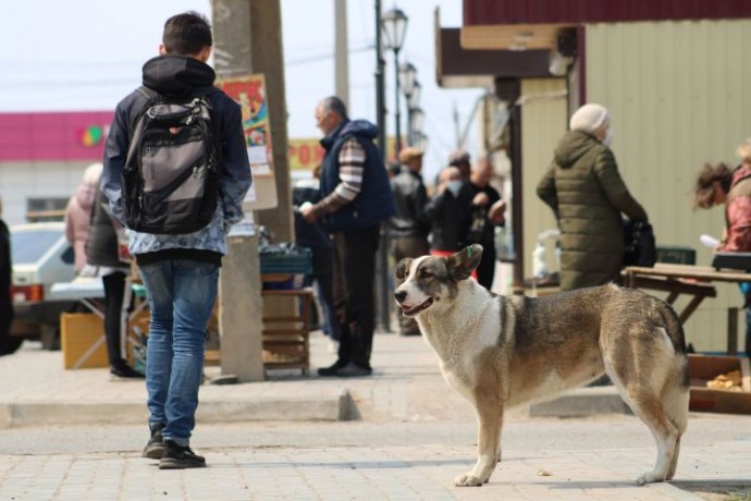 Стало известно, сколько денег потратят на отлов и эвтаназию бродячих собак до конца года в Астрахани