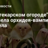 В "Аптекарском огороде" расцвела орхидея-вампир Дракула