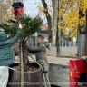 Погрузили на трейлер и увезли: Зеленоградск остался без пальм