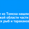 Ученые из Томска нашли в Иркутской области части древних рыб и тараканов