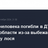 Четыре человека погибли в ДТП в Омской области из-за выбежавшего на дорогу лося