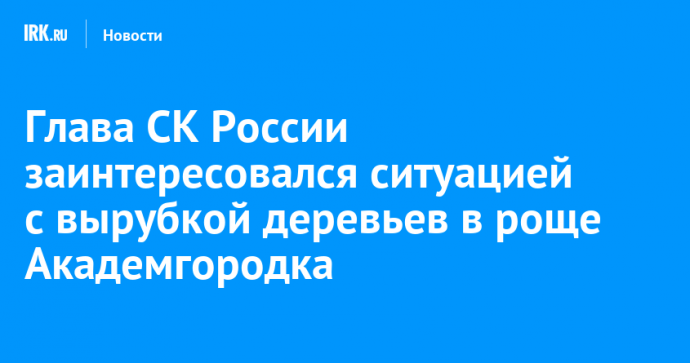 Глава СК России заинтересовался ситуацией с вырубкой деревьев в роще Академгородка