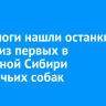 Археологи нашли останки одних из первых в Восточной Сибири охотничьих собак