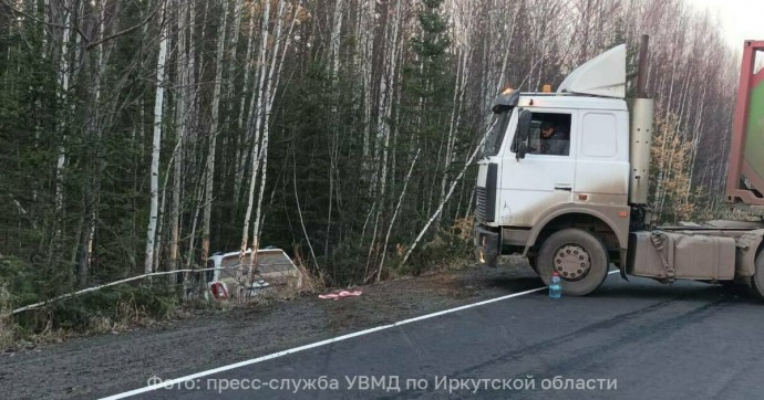 В Иркутской области мёртвый медведь спровоцировал массовое ДТП