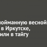 Рысь, пойманную весной у школы в Иркутске, выпустили в тайгу