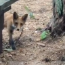 На парковке на Куршской косе заметили лису (видео)