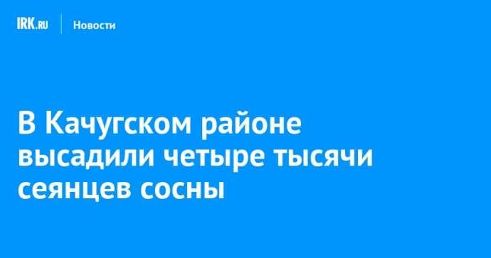 В Качугском районе высадили четыре тысячи сеянцев сосны