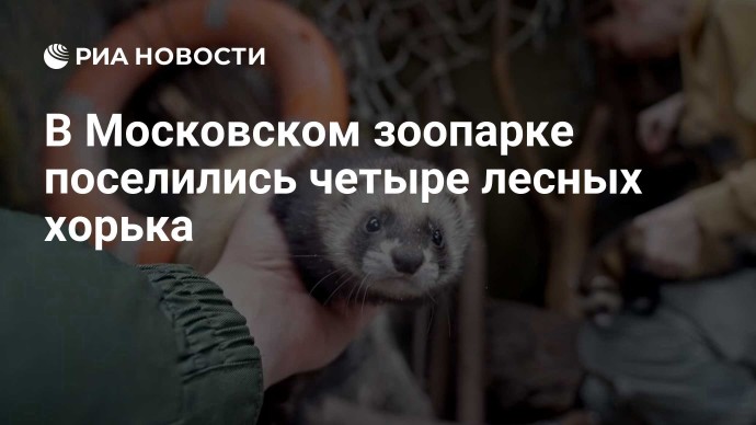 В Московском зоопарке поселились четыре лесных хорька