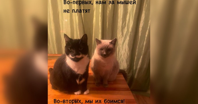 «Нам за мышей не платят!»: кандидат ветеринарных наук рассказал, почему домашние коты не желают охотиться на грызунов (фото)