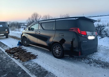 Нарушители с тушками 36 фазанов задержаны в Приамурье