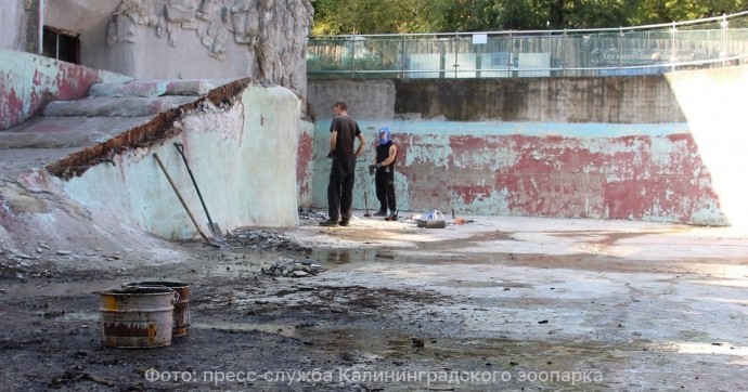 Тюлени из Калининградского зоопарка временно стали бездомными