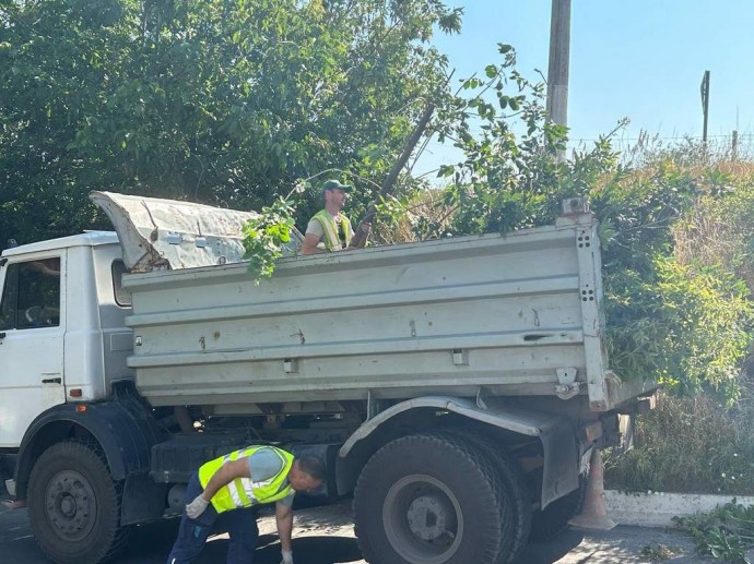 В Белгороде приступили к плановой обрезке деревьев