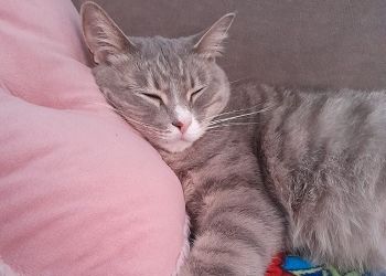 Близнецы будут метаться из угла в угол, Рыбам стоит заняться собственным здоровьем