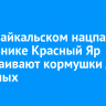 В Прибайкальском нацпарке и заказнике Красный Яр обустраивают кормушки для животных