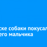 В Братске собаки покусали 9-летнего мальчика