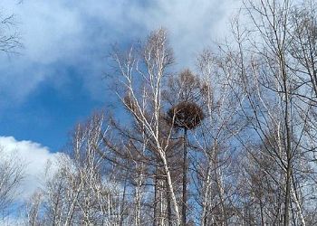 На севере Приамурья лиственница отрастила «ведьмину метлу»