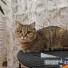 Для Тельцов невинная забава обернется бедствием, день Дев чреват стрессами
