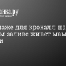 Много даже для крохаля: на Финском заливе живет мама с 53 утятами...