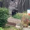 Медведь напал на дачницу на Сахалине - на помощь пришёл сосед с лопатой