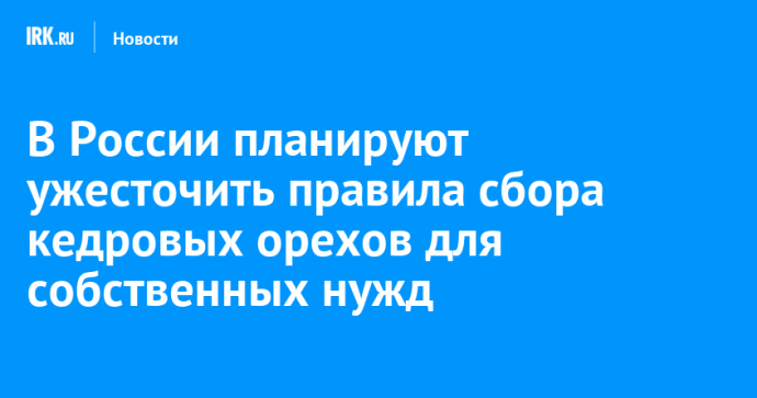 В России планируют ужесточить правила сбора кедровых орехов для собственных нужд