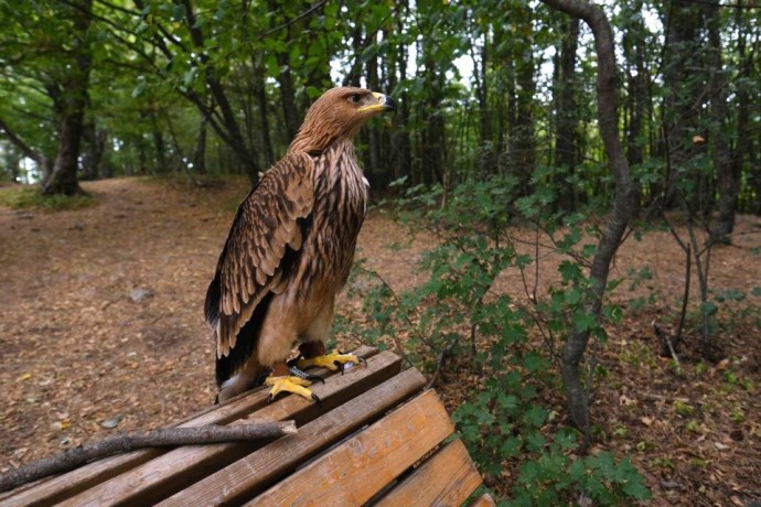 В Ялтинском заповеднике у фотоживодёров забрали краснокнижного орла