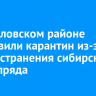 В Жигаловском районе установили карантин из-за распространения сибирского шелкопряда