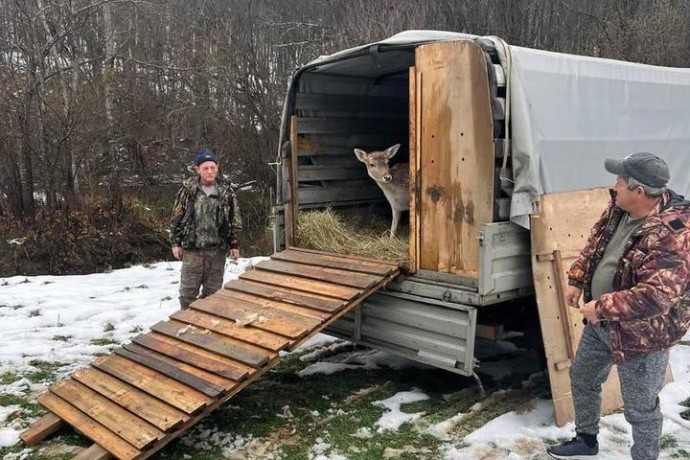 В Горячеключевском заказнике состоялся выпуск 12 особей лани