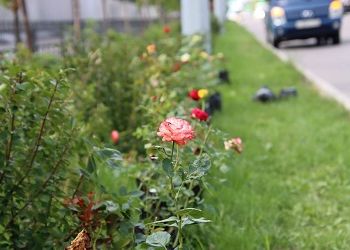 Главную улицу Свободного украсили розы