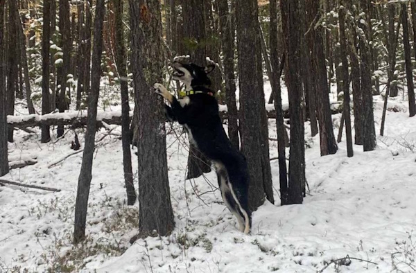 В Закаменском районе Бурятии провели выставку лаек