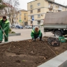 6 тысяч луковиц нарциссов и тюльпанов высадили на симферопольских клумбах