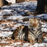 В Приморье ввели ограничения после нападения тигра