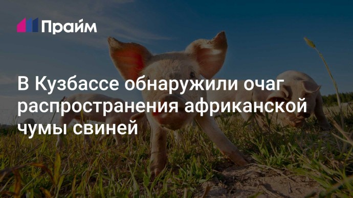 В Кузбассе обнаружили очаг распространения африканской чумы свиней