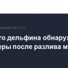 Мертвого дельфина обнаружили волонтеры после разлива мазута в Анапе