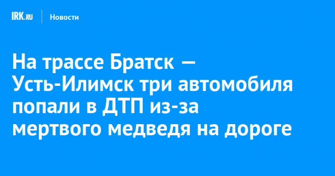 На трассе Братск — Усть-Илимск три автомобиля попали в ДТП из-за мертвого медведя на дороге