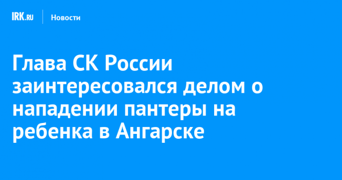 Глава СК России заинтересовался делом о нападении пантеры на ребенка в Ангарске