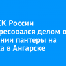 Глава СК России заинтересовался делом о нападении пантеры на ребенка в Ангарске