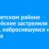 В Тайшетском районе полицейские застрелили собаку, набросившуюся на хозяина