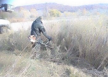 Благовещенск избавляют от опасного сорняка