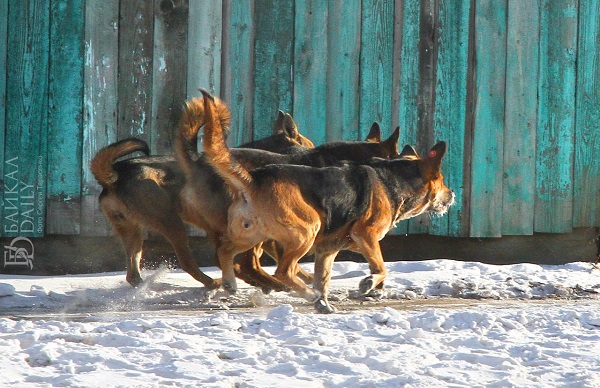 В Бурятии сельчане жалуются на разгуливающих по улицам собак