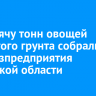 31 тысячу тонн овощей открытого грунта собрали сельхозпредприятия Иркутской области