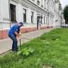 Детский омбудсмен нашел борщевик в самом центре Ярославля