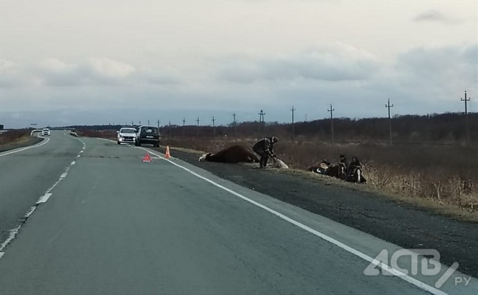 Автомобиль насмерть сбил корову в Долинском районе