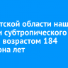 В Иркутской области нашли остатки субтропического дерева возрастом 184 миллиона лет