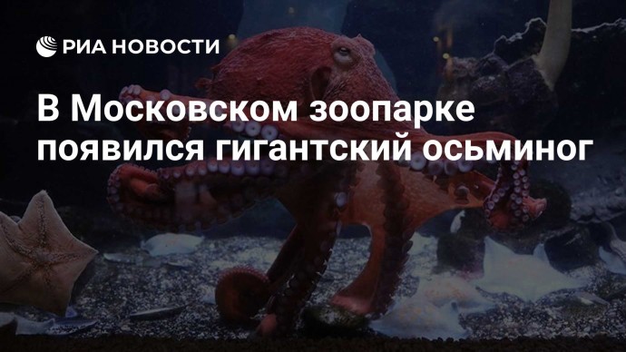 В Московском зоопарке появился гигантский осьминог