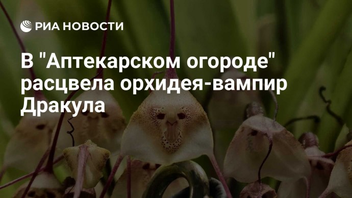 В "Аптекарском огороде" расцвела орхидея-вампир Дракула