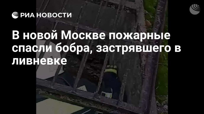 В новой Москве пожарные спасли бобра, застрявшего в ливневке