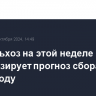 Минсельхоз на этой неделе актуализирует прогноз сбора зерна в 2024 году