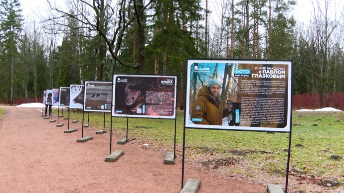 «Лесной репортаж»: в Царском Селе открылась фотовыставка телеканала «Санкт-Петербург» и биолога Павла Глазкова