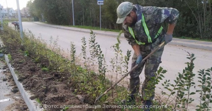 В Малиновке высадили 175 саженцев кизильника, чтобы создать «красивую живую изгородь»